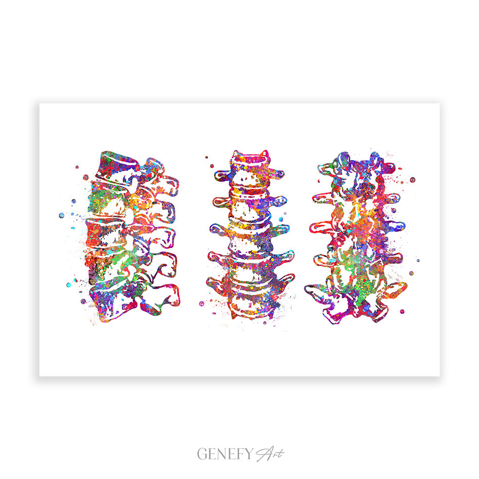 Lumbar Spine Vertebra Watercolour Art Print
