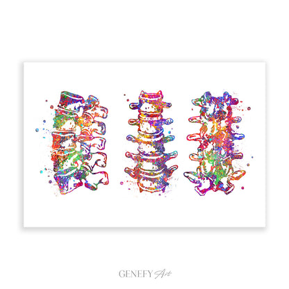 Lumbar Spine Vertebra Watercolour Art Print