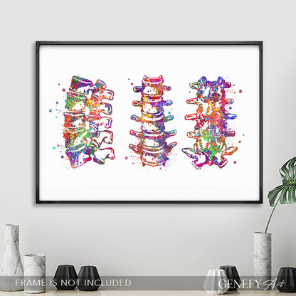 Lumbar Spine Vertebra Watercolour Art Print