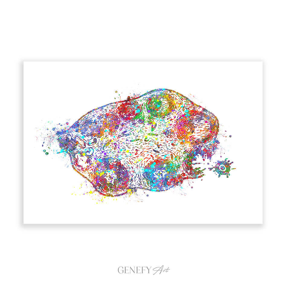 Ovary Anatomy Watercolour Art Print