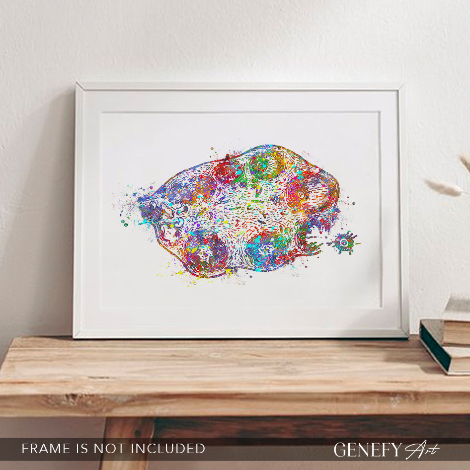 Ovary Anatomy Watercolour Art Print