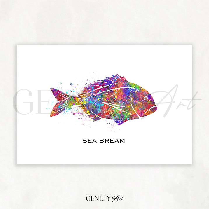 Sea Bream Fish Watercolour Print
