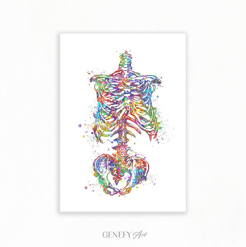 Human Skeleton Torso Art Print