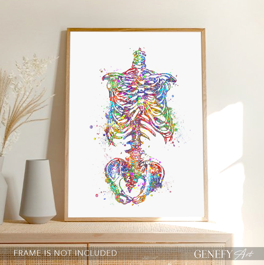 Human Skeleton Torso Art Print