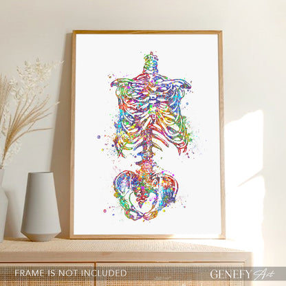 Human Skeleton Torso Art Print