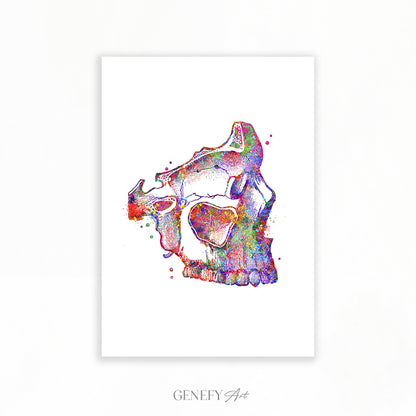 Human Skull Watercolour Art Print