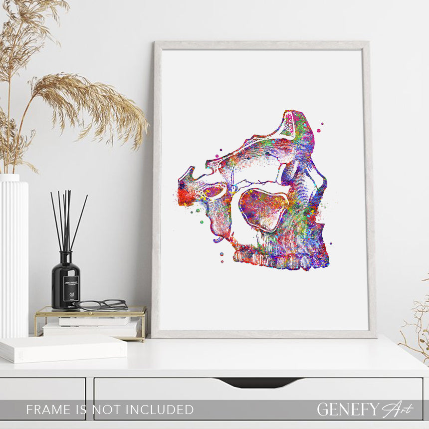 Human Skull Watercolour Art Print