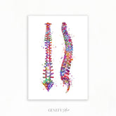 Vertebrae Spinal Cord Watercolour Print - Genefy Art