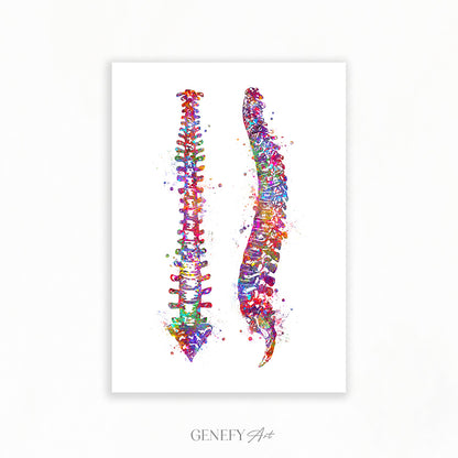 Vertebrae Spinal Cord Watercolour Print - Genefy Art