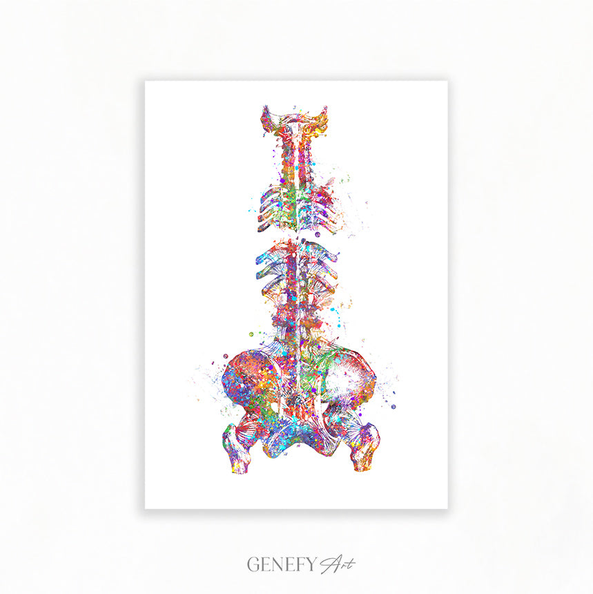 Spine and Pelvis Bone Anatomy Watercolour Print