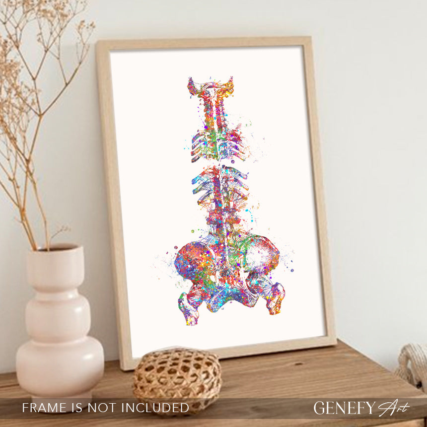 Spine and Pelvis Bone Anatomy Watercolour Print