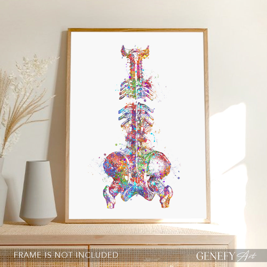 Spine and Pelvis Bone Anatomy Watercolour Print