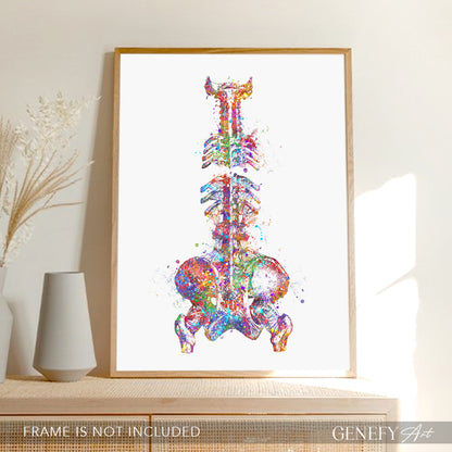 Spine and Pelvis Bone Anatomy Watercolour Print