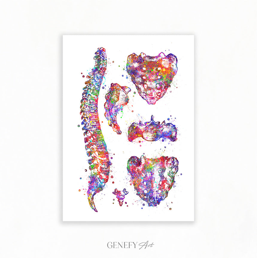 Human Spine Anatomy Watercolour Print