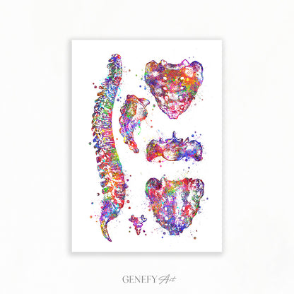 Human Spine Anatomy Watercolour Print