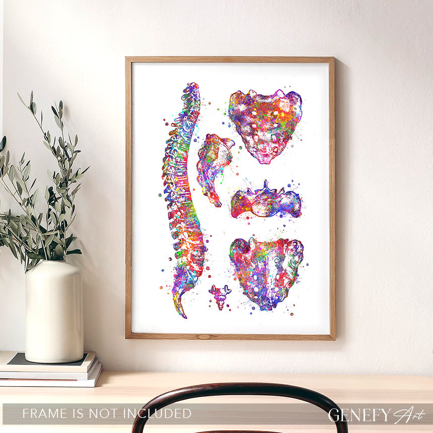 Human Spine Anatomy Watercolour Print