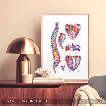 Human Spine Anatomy Watercolour Print