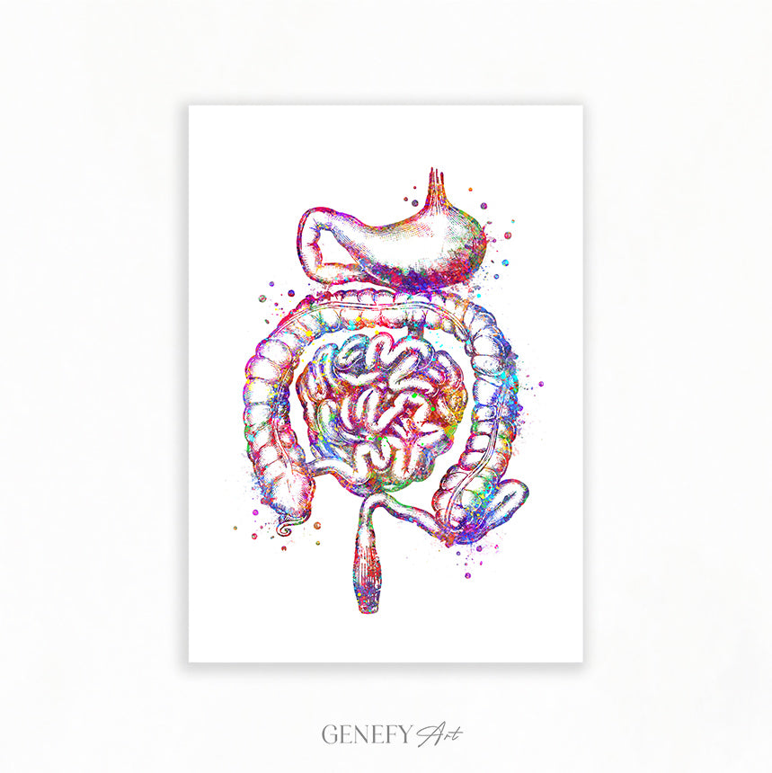 Human Stomach and Intestines Watercolour Art Print