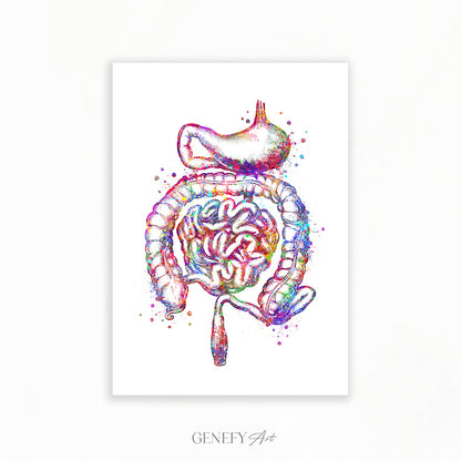 Human Stomach and Intestines Watercolour Art Print