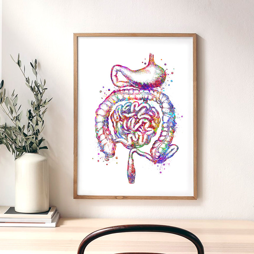 Human Stomach and Intestines Watercolour Art Print
