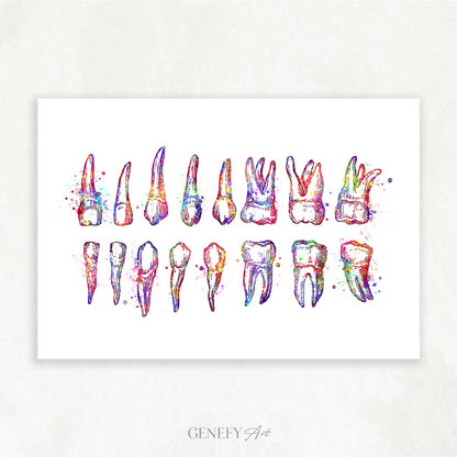 Teeth Diagram Watercolour Print