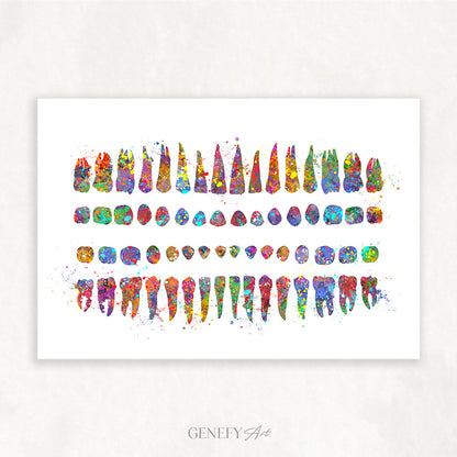 Human Teeth Diagram Watercolour Print - Genefy Art