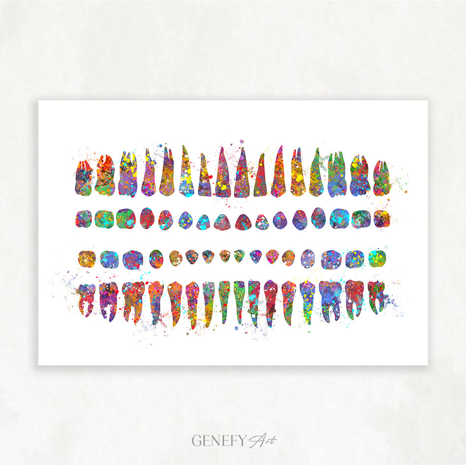 Human Teeth Diagram Watercolour Print - Genefy Art
